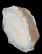 Cut/Polished Agatized Dinosaur Vertebra - Colorado #38927-5